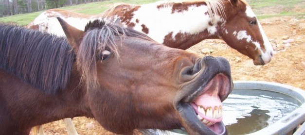 A Day at the Races – no politics – just some fun